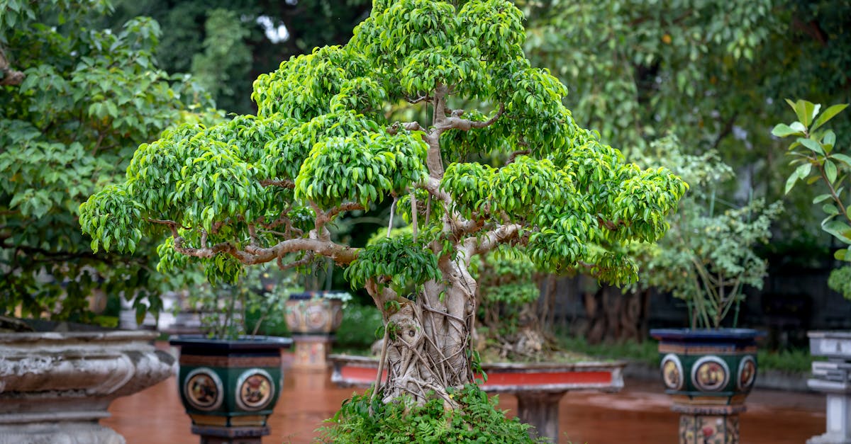 découvrez les meilleures techniques d'élagage pour entretenir vos arbres et favoriser leur croissance. apprenez quand et comment tailler vos arbres pour améliorer leur santé et leur apparence.