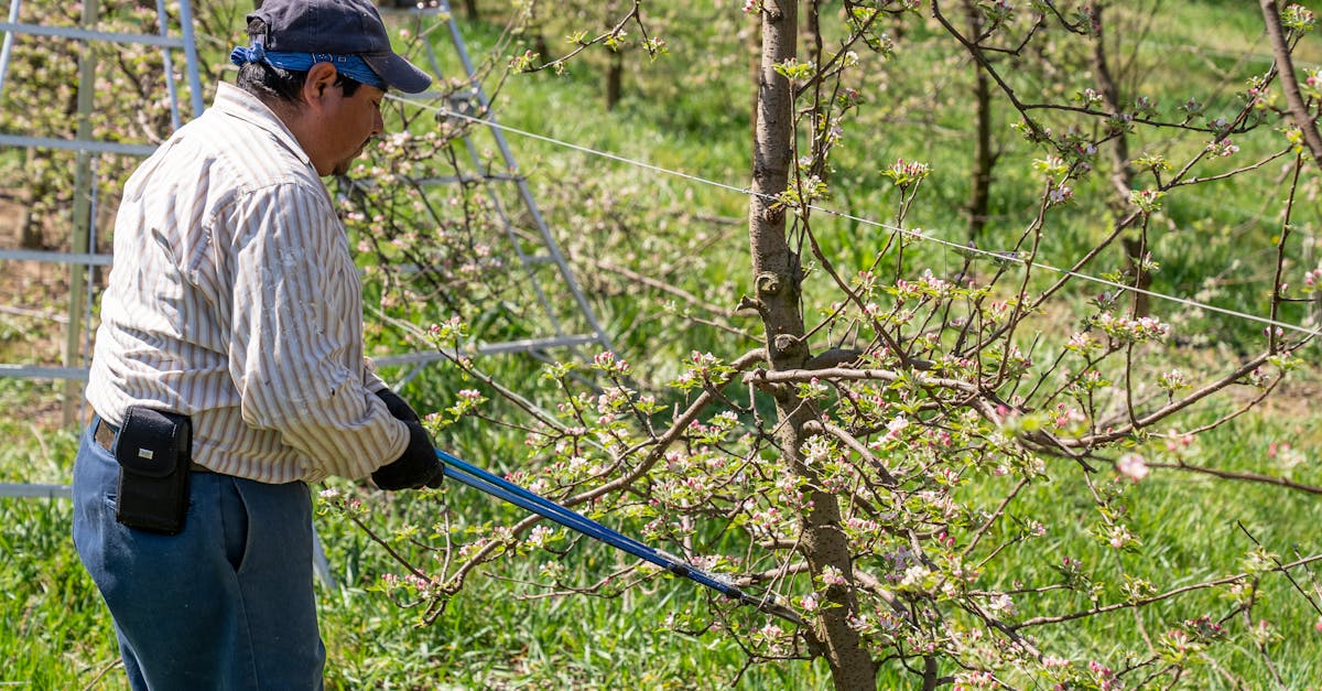 découvrez les techniques de taille d'arbres pour favoriser la croissance et la santé de vos plantations. apprenez quand et comment tailler efficacement vos arbres afin d'améliorer leur esthétique et leur longévité.