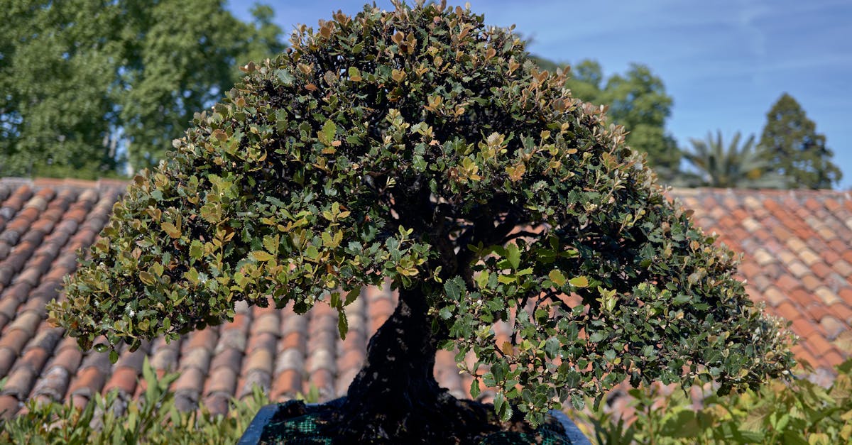 découvrez l'art de l'élagage des arbres pour favoriser leur santé et leur croissance. apprenez les techniques essentielles pour une taille efficace et esthétique, tout en préservant la beauté naturelle de votre jardin.