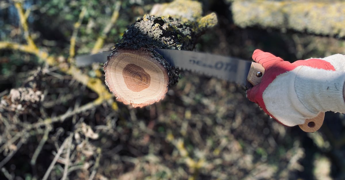 découvrez l'art de l'élagage des arbres : techniques, conseils et astuces pour entretenir vos arbres et favoriser leur croissance. apprenez à élaguer en toute sécurité pour un jardin sain et esthétique.