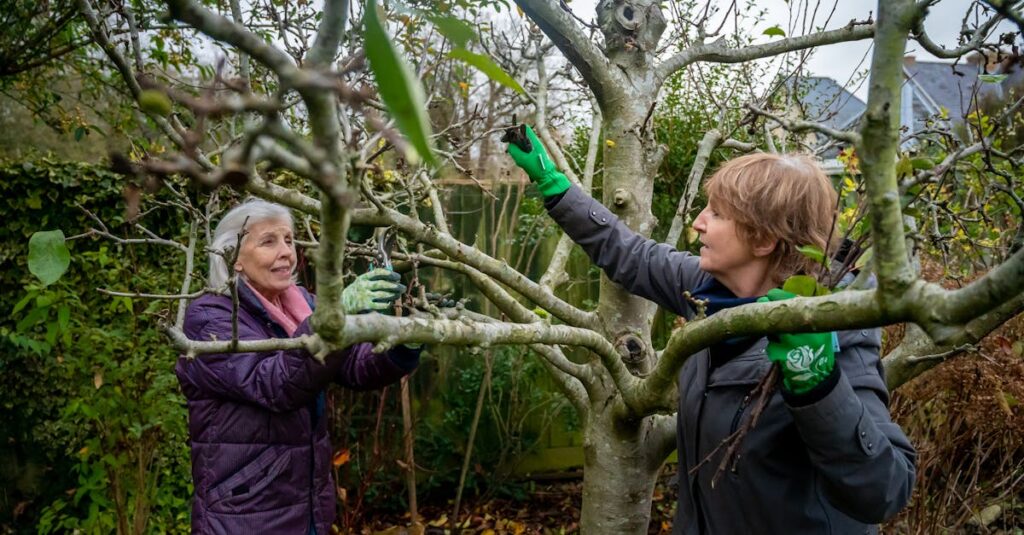 découvrez les meilleures techniques d'élagage d'arbres pour favoriser leur croissance, améliorer leur santé et transformer votre jardin. apprenez à tailler vos arbres comme un professionnel grâce à nos conseils pratiques.
