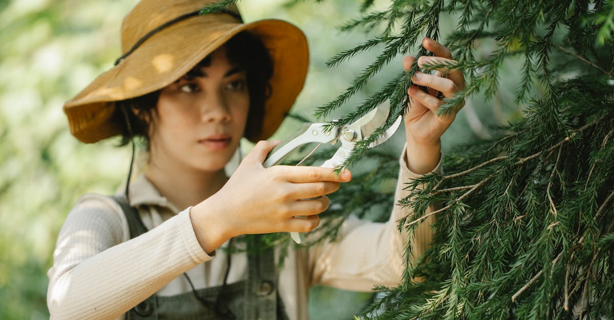 découvrez l'art de la taille des arbres pour promouvoir leur santé et leur croissance. apprenez les techniques essentielles et les meilleures pratiques pour conserver l'esthétique et la vitalité de vos arbres.