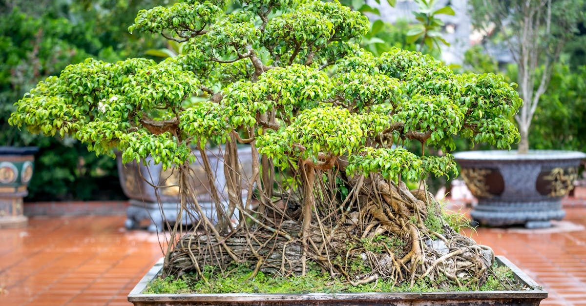 découvrez l'art de l'élagage des arbres : apprenez les techniques essentielles pour maintenir vos arbres en bonne santé, favoriser leur croissance et embellir votre jardin grâce à des conseils d'experts.