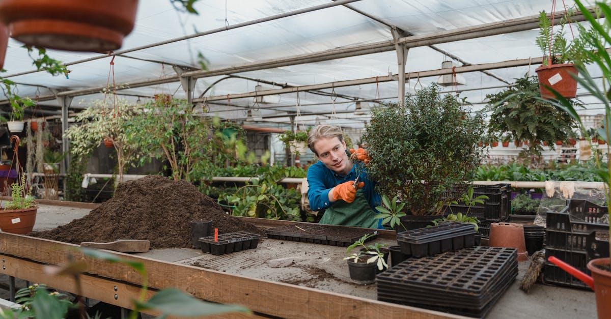 découvrez l'art du trimming : techniques, conseils et astuces pour un jardin ou des plantes en intérieur esthétiquement impeccables. apprenez à tailler et entretenir vos végétaux pour favoriser leur croissance et embellir vos espaces.