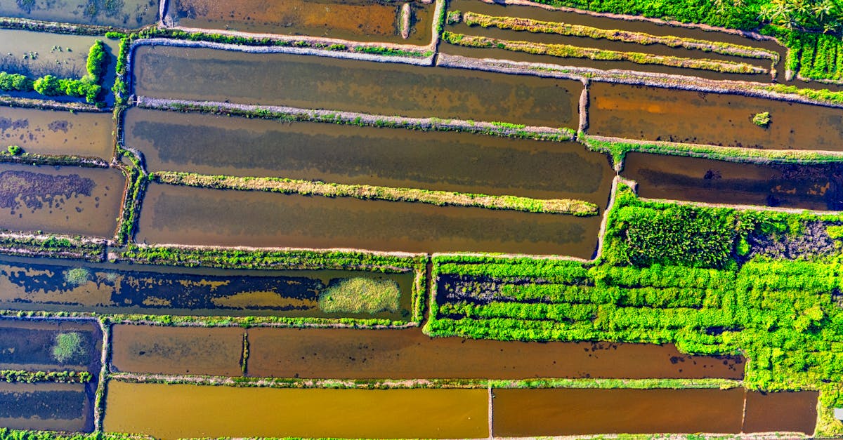découvrez l'importance du drainage pour la gestion de l'eau et l'assainissement des sols. apprenez comment un bon système de drainage peut prévenir les inondations, protéger vos fondations et améliorer la santé de votre jardin.
