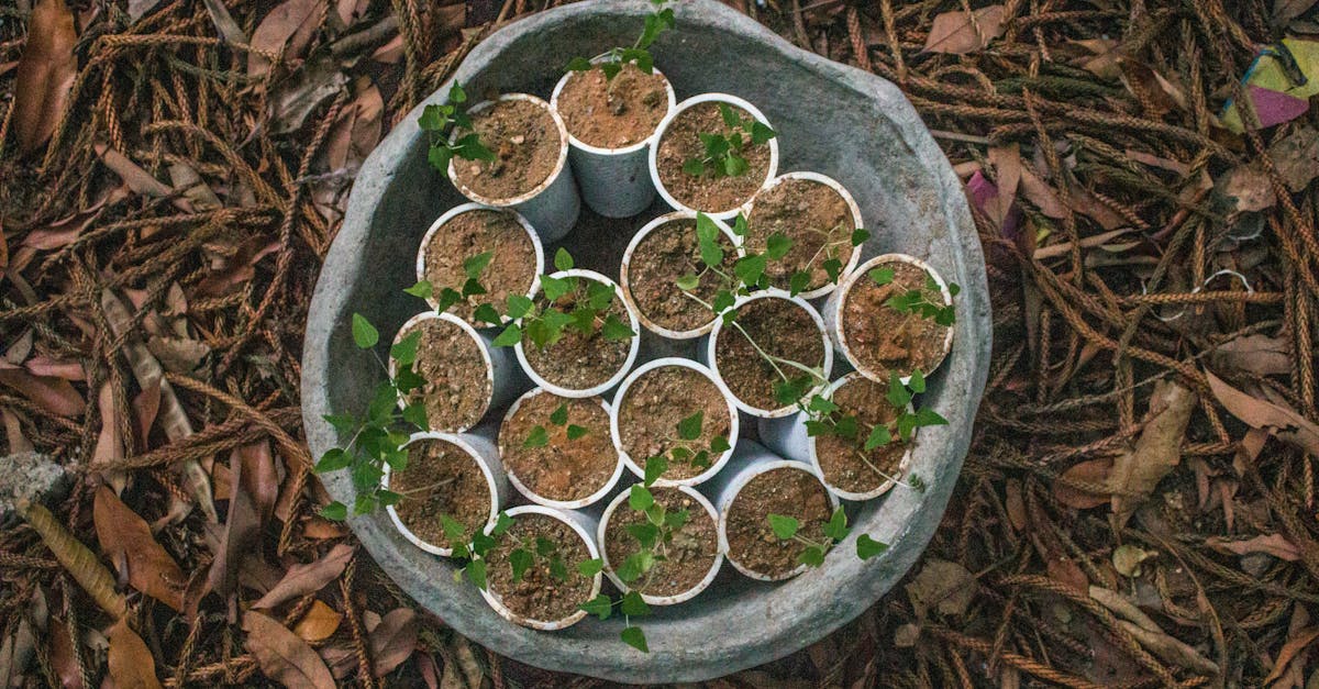 découvrez un mode de vie écoresponsable avec nos conseils et astuces pour adopter des pratiques respectueuses de l'environnement. informez-vous sur les produits éco-responsables, les gestes quotidiens et les solutions durables pour réduire votre empreinte écologique et contribuer à la préservation de notre planète.