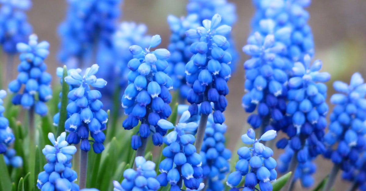 découvrez notre sélection de plantes de jardin, idéales pour embellir votre espace extérieur. des conseils sur l'entretien, le choix des espèces et l'aménagement pour créer un jardin luxuriant et accueillant.