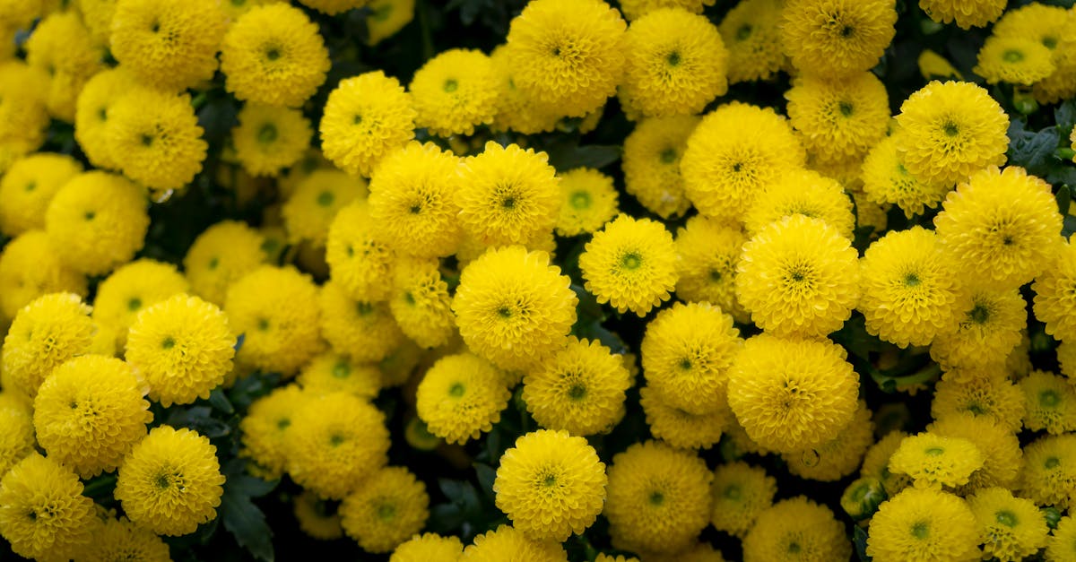 découvrez notre sélection de plantes de jardin variées pour embellir votre espace extérieur. que vous soyez amateur de fleurs, de plantes aromatiques ou de légumes, trouvez des conseils et idées pour créer un jardin magnifique et florissant.