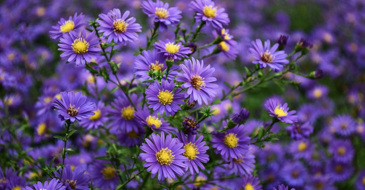 découvrez notre sélection de plantes de jardin qui embelliront votre espace extérieur. que vous soyez un jardinier novice ou expérimenté, trouvez des conseils et des astuces pour cultiver des fleurs, des arbustes et des légumes dans votre jardin. créez un environnement verdoyant et accueillant avec nos plantes de qualité.