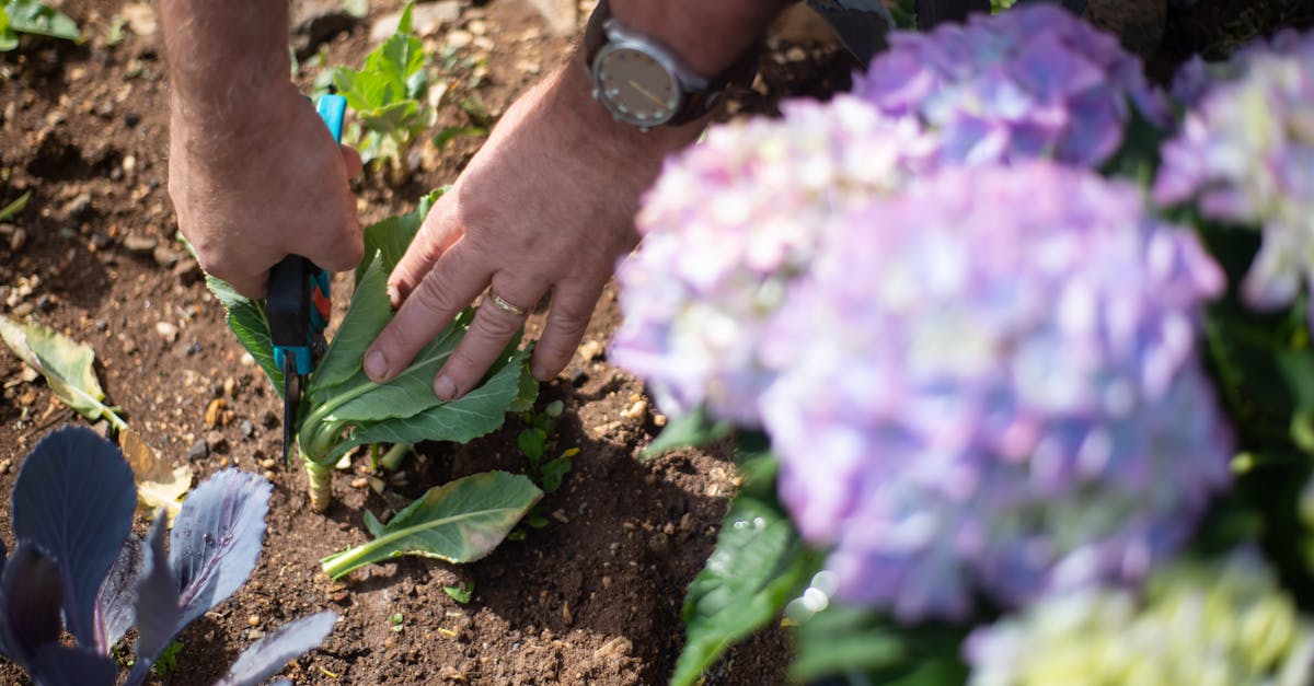 découvrez l'art de la taille : techniques et conseils pour entretenir vos plantes et favoriser leur croissance. apprenez les meilleures pratiques de pruning pour des jardins luxuriants et en santé.