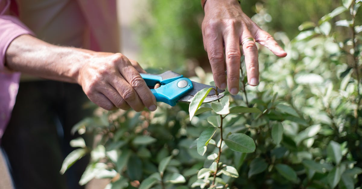 découvrez l'art de la taille des plantes avec nos conseils pratiques pour un jardin florissant. apprenez les techniques de « pruning » pour stimuler la croissance, favoriser la floraison et maintenir vos arbustes en bonne santé.
