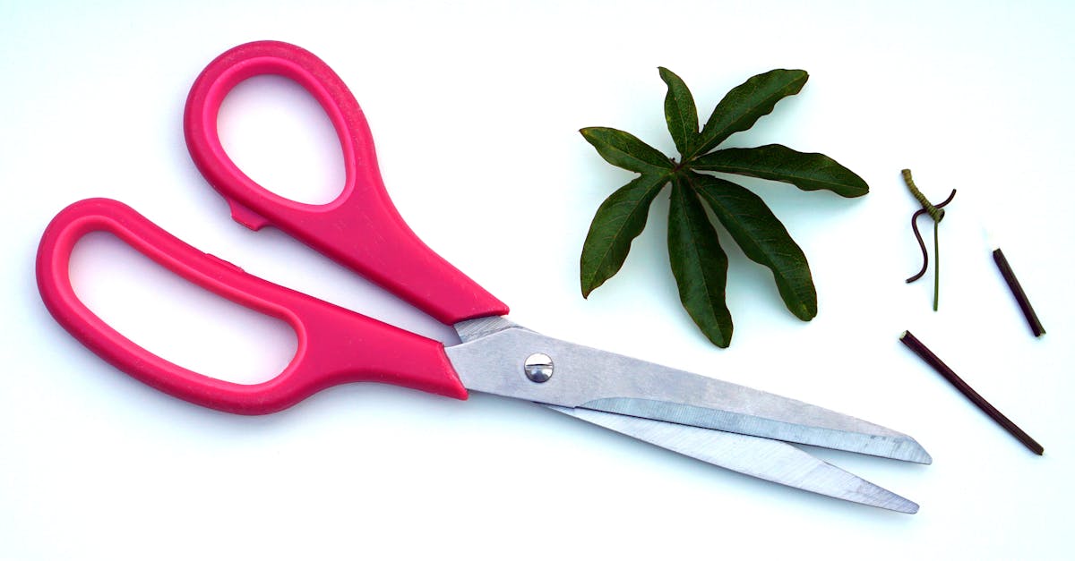 découvrez l'art de la taille des plantes avec nos conseils pratiques sur les techniques de pruning, essentiels pour favoriser leur croissance, leur santé et leur esthétique. apprenez à tailler vos arbres et arbustes pour un jardin à la fois beau et florissant.