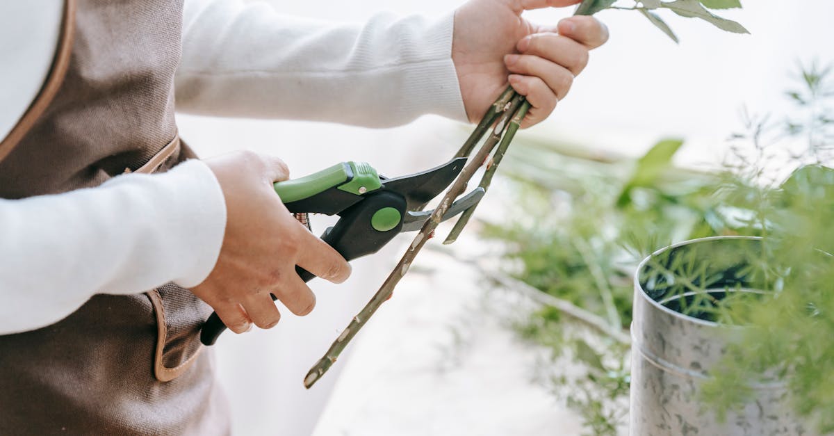 découvrez l'art de la taille des plantes pour favoriser leur croissance, améliorer leur santé et transformer votre jardin en un véritable havre de paix. apprenez les techniques essentielles et les meilleures pratiques pour un entretien optimal de vos végétaux.