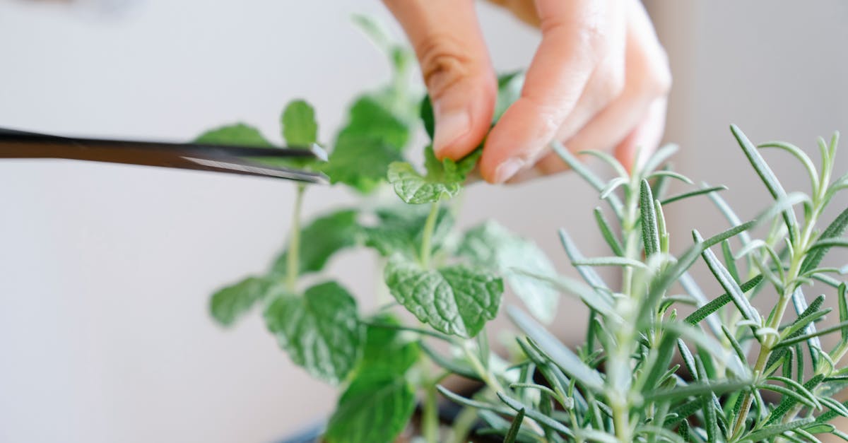découvrez l'art de la taille (pruning) pour optimiser la croissance de vos plantes. apprenez les techniques essentielles pour maintenir vos jardins et vergers en pleine santé tout en favorisant une production abondante de fleurs et de fruits.