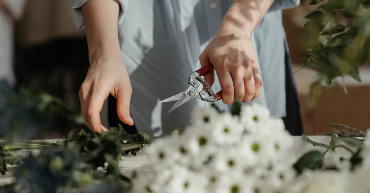 découvrez les meilleures techniques de taille pour optimiser la croissance de vos plantes. apprenez à maîtriser l'art de la taille pour favoriser une floraison abondante et une santé optimale de votre jardin.