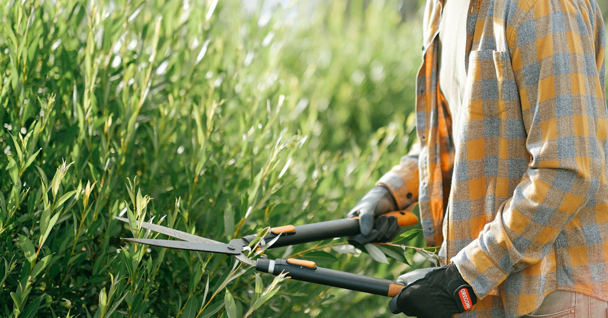découvrez nos techniques de taille efficaces pour entretenir vos plantes et arbres. apprenez comment optimiser la croissance et la santé de votre jardin grâce à des méthodes de taille adaptées.