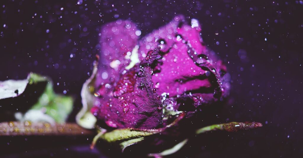 Le rosier violet : découvrez ses avantages pour votre jardin et des conseils d’entretien pratiques découvrez la beauté envoûtante de la rose violette, symbole d'amour mystérieux et de passion. explorez son histoire, ses significations et comment l'intégrer dans vos bouquets et décorations.