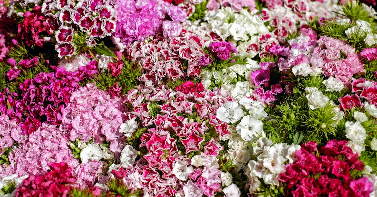 découvrez la beauté mystérieuse de la rose mauve, symbole de tendresse et d'élégance. idéale pour exprimer des sentiments profonds ou embellir votre jardin, cette fleur fascinante captivant par ses nuances envoûtantes et son parfum délicat.
