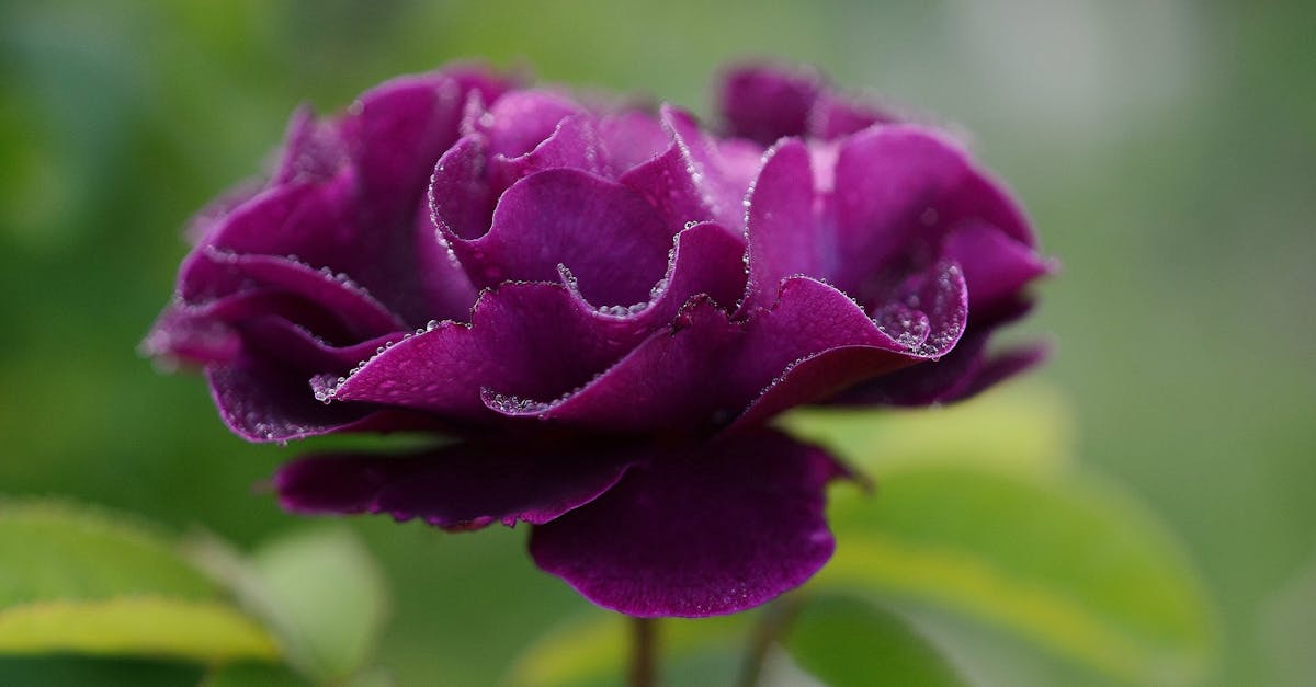 découvrez la beauté intemporelle de la rose violette, symbole de mystère et de passion. plongez dans l'univers envoûtant des fleurs pour exprimer vos émotions avec élégance.