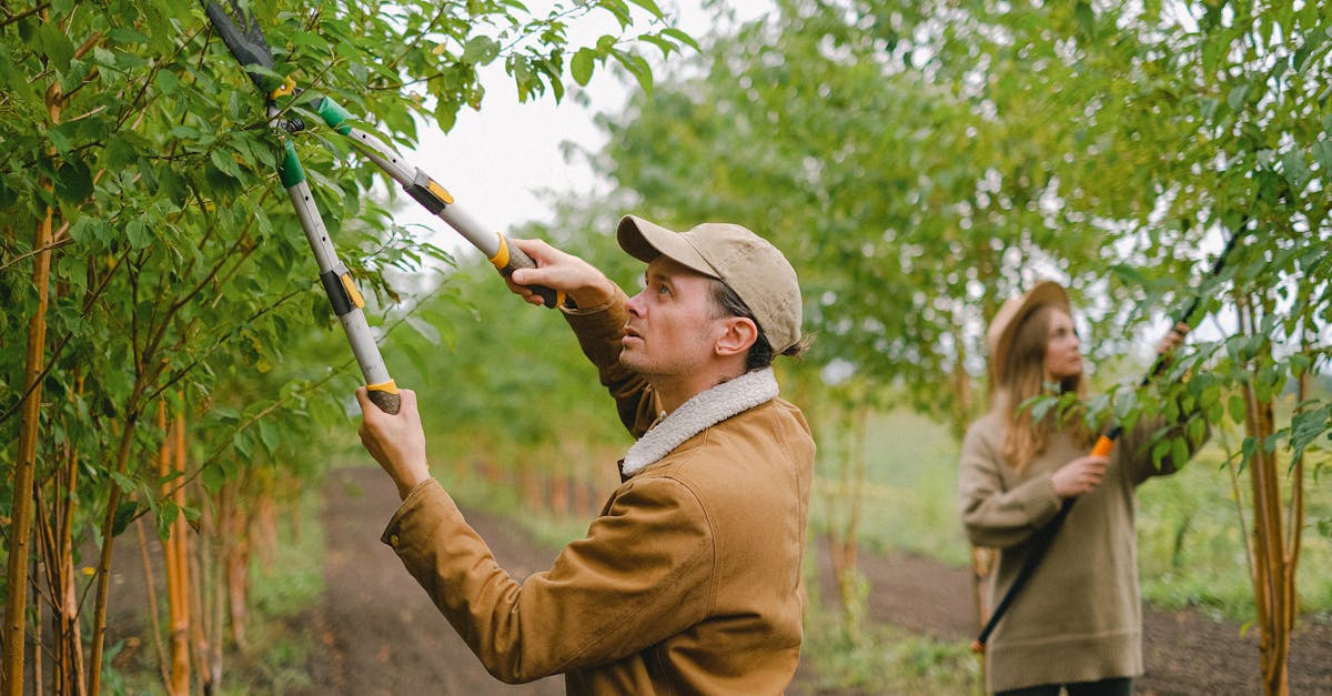découvrez les coûts de l'élagage des arbres. notre guide vous aide à comprendre les facteurs influençant les prix, les méthodes d'élagage et les recommandations pour choisir les meilleurs professionnels. maximisez la santé et la beauté de vos arbres tout en respectant votre budget.