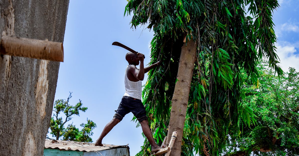 découvrez les coûts associés à l'élagage des arbres pour entretenir vos espaces verts. obtenez des conseils sur les tarifs, les facteurs influençant le prix et les bénéfices d'un entretien régulier.