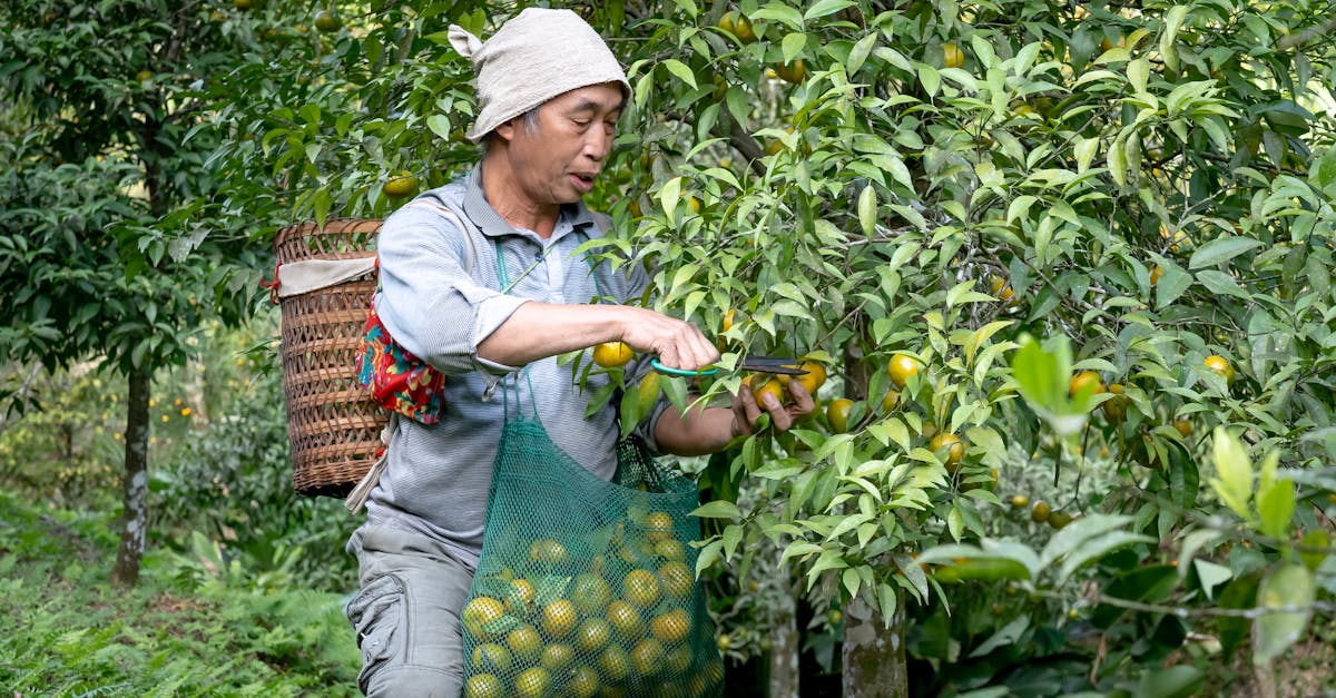 découvrez le coût de l'élagage des arbres, une pratique essentielle pour maintenir la santé et la beauté de votre jardin. obtenez des conseils sur les tarifs, les facteurs influençant le prix et les avantages d'un arbres bien entretenu.