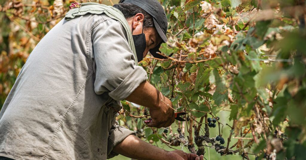 Guide pratique pour une taille réussie de votre vigne découvrez l'art de la taille de la vigne, une pratique essentielle pour favoriser la santé et la productivité de vos vignobles. apprenez les techniques et les conseils pour couper vos ceps de manière optimale et obtenir des raisins de qualité supérieure.