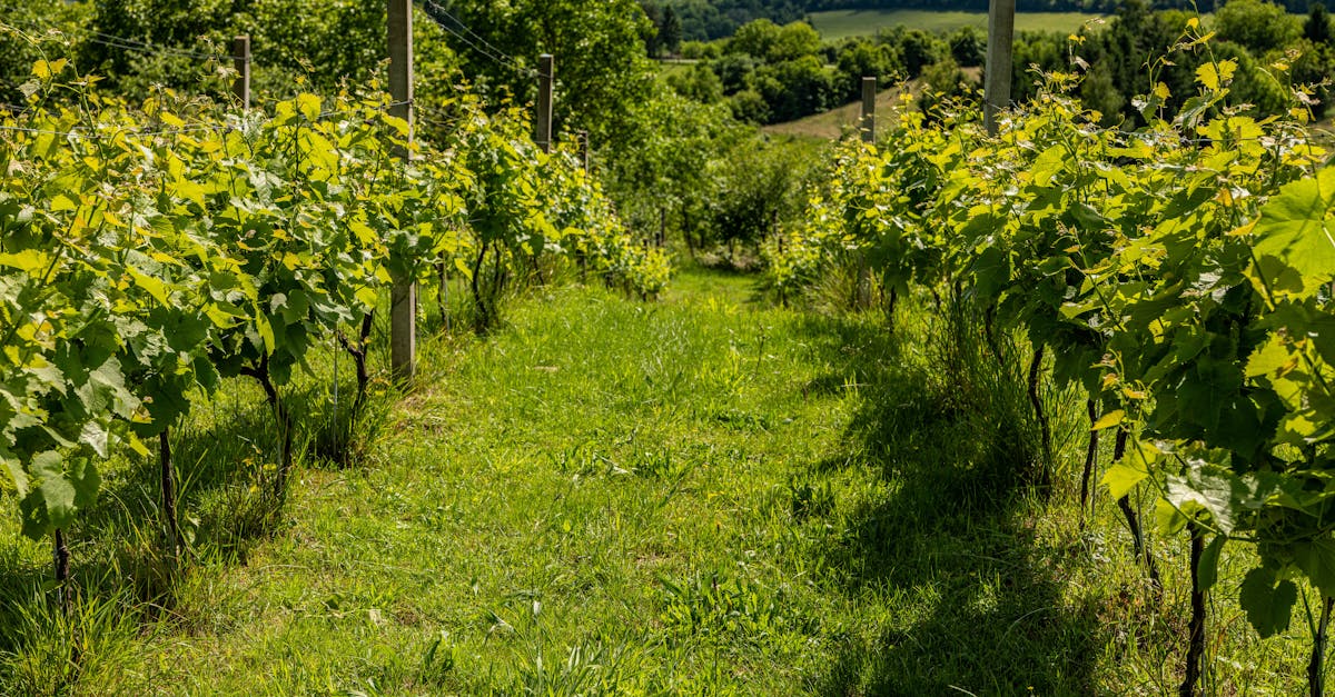 découvrez les techniques essentielles pour la taille des vignes, afin d'optimiser la croissance et la qualité des raisins. apprenez les meilleures pratiques pour maintenir vos vignes en bonne santé et maximiser votre récolte.