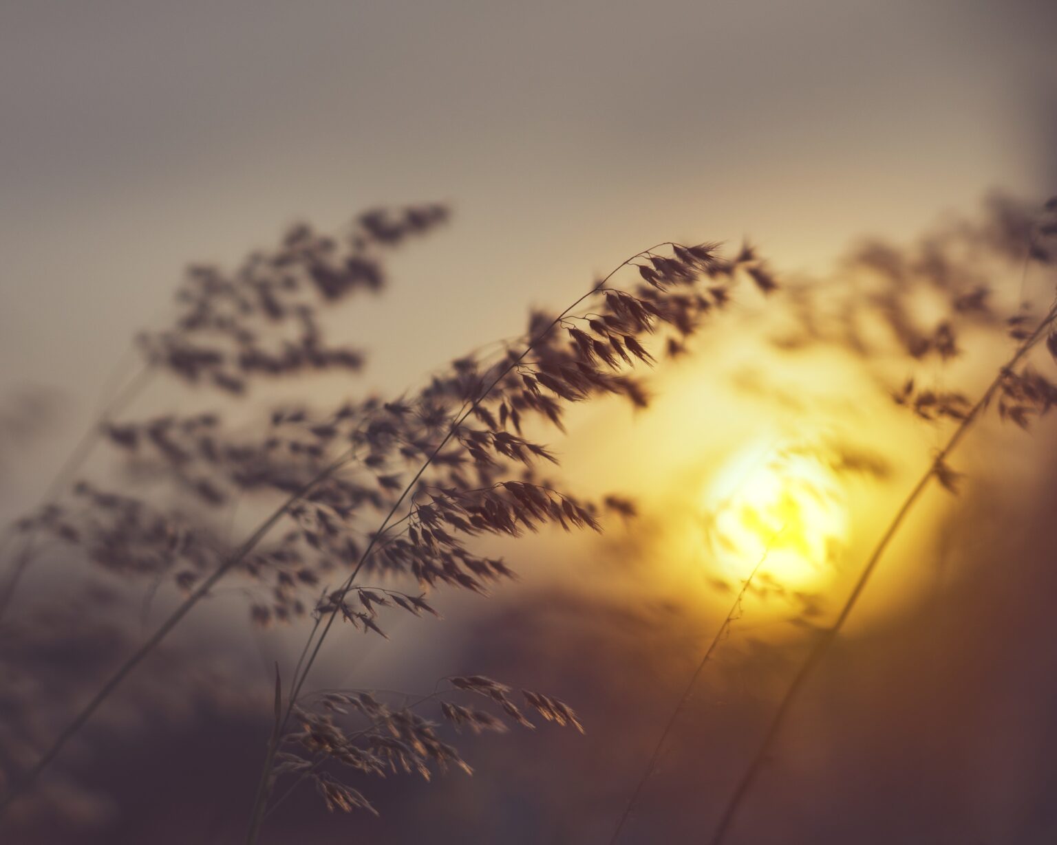 Dry meadow grass close up on a blurred background