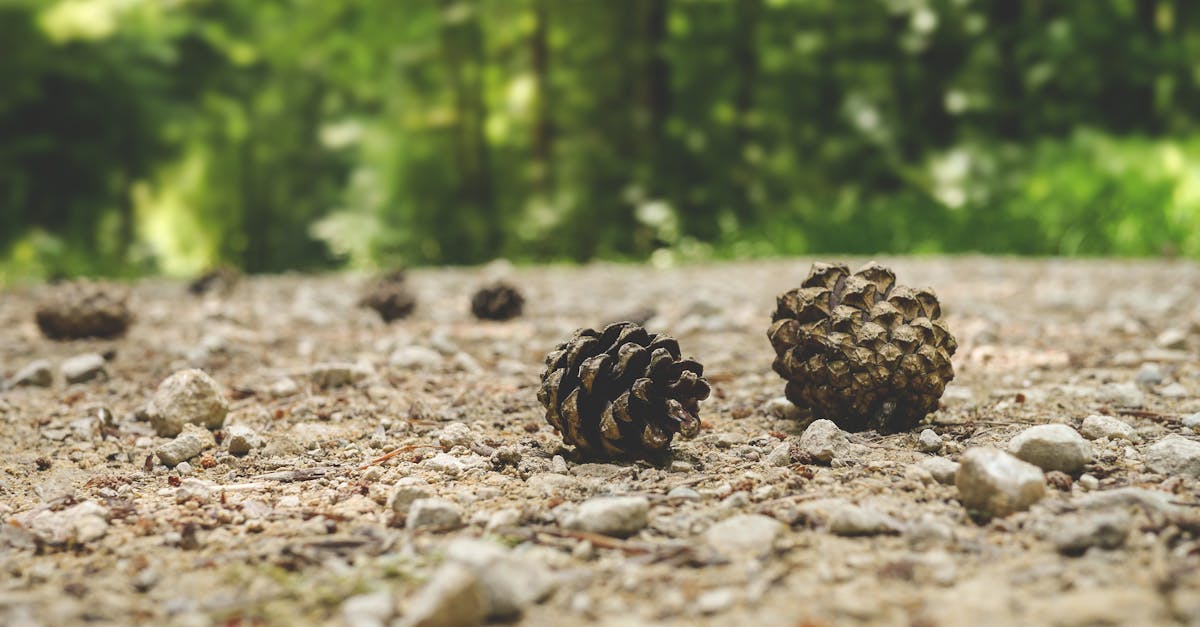 découvrez le monde fascinant du gravel, un sport alliant aventure et performance. explorez des itinéraires uniques à travers des paysages variés, que ce soit sur route ou hors des sentiers battus. préparez-vous à vivre des sensations inoubliables et à améliorer vos compétences cyclistes.