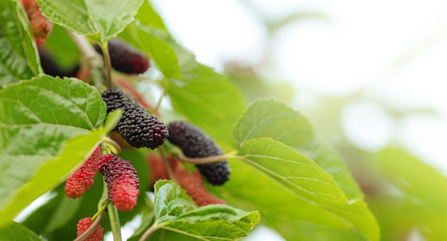 Tout savoir sur le murier platane : taille, prix, fruits et maladies Organic Mulberry fruit tree and green leaves.