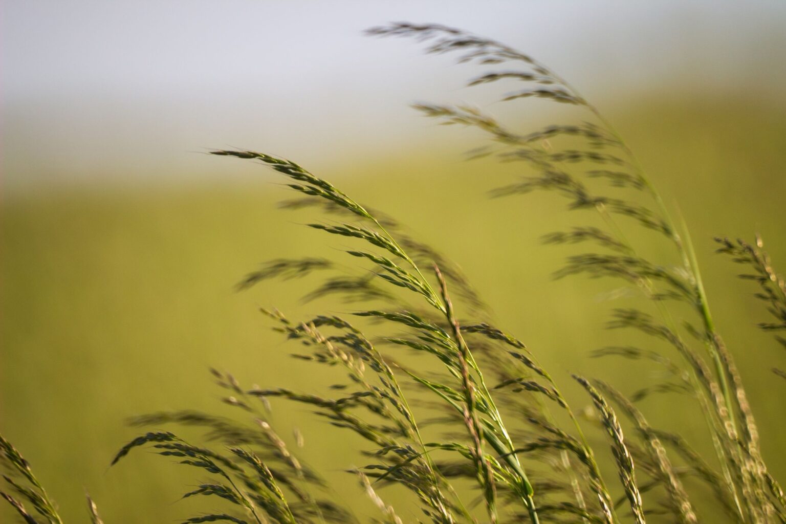Selective focus shot of Tall fescue grass waving in the wind