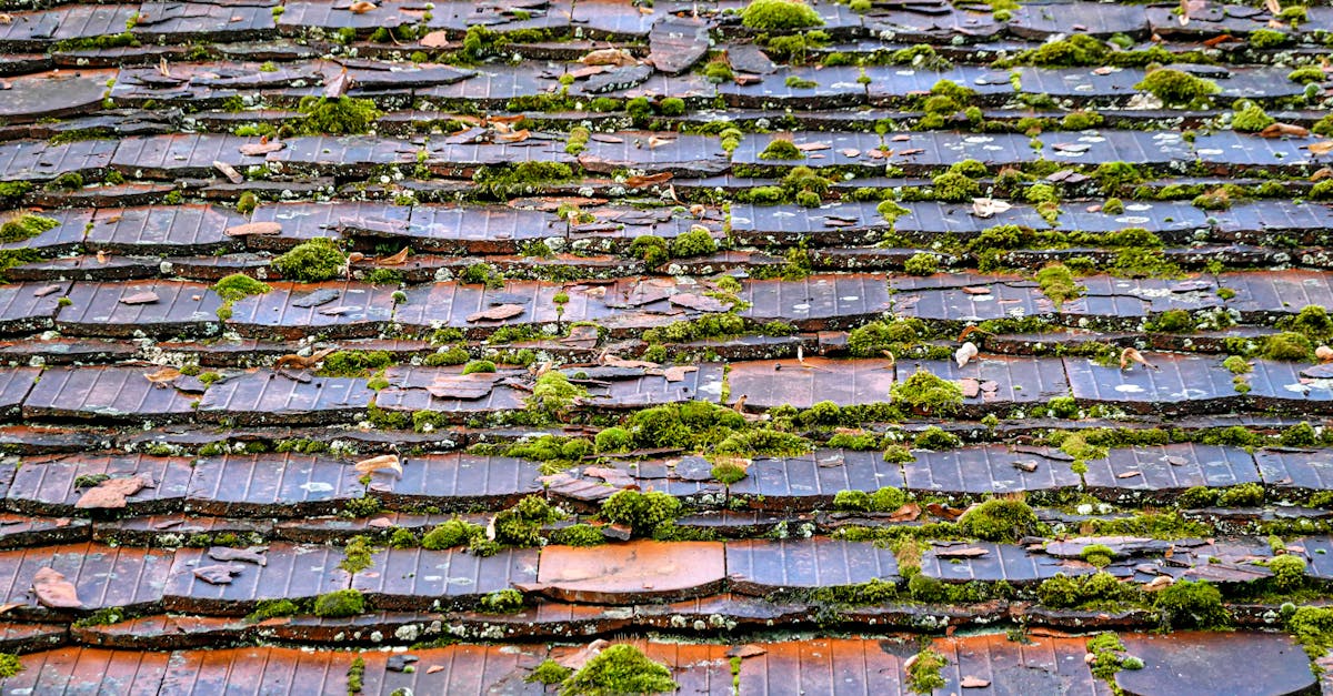 découvrez les avantages du green roofing pour une toiture écologique et durable. adoptez des solutions de toits végétalisés pour améliorer l’isolation, favoriser la biodiversité et valoriser votre habitat.