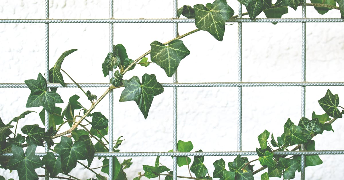 découvrez les avantages esthétiques et écologiques d’un green wall pour sublimer vos espaces intérieurs ou extérieurs. profitez d’un mur végétal tendance, facile d’entretien, qui purifie l’air et apporte une touche naturelle à votre décoration.