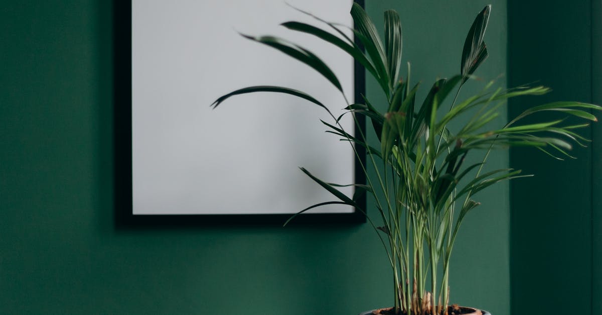découvrez les avantages et l'esthétique d'un green wall, un mur végétal qui apporte fraîcheur, bien-être et design naturel dans vos espaces intérieurs ou extérieurs. solutions écologiques et tendances pour tous les styles.