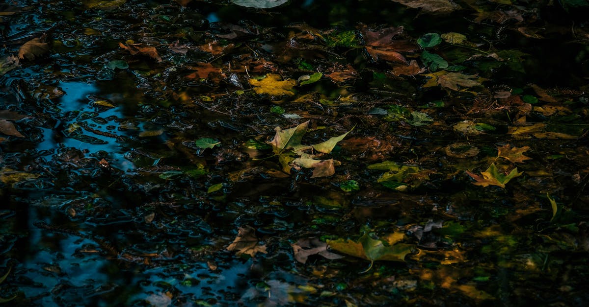 découvrez tout ce qu'il faut savoir sur les piscines creusées : avantages, modèles, installation et conseils pour choisir la piscine enterrée idéale pour votre jardin.