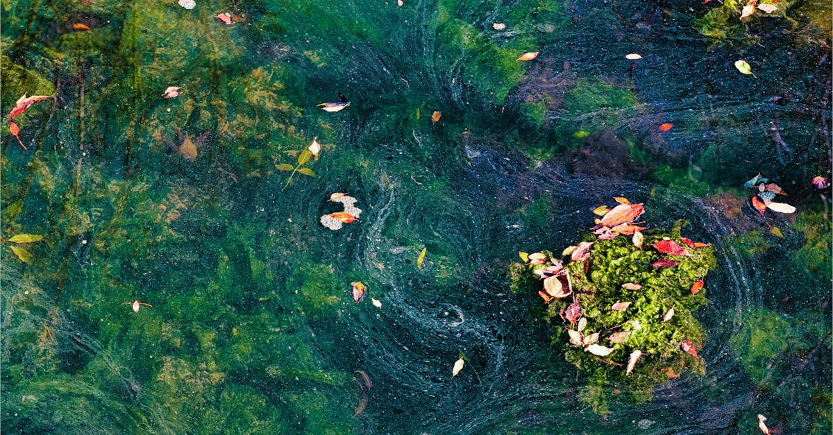 découvrez les bienfaits et les utilisations des algues rouges : une source naturelle de nutriments précieux, reconnue pour ses propriétés santé et sa richesse en antioxydants.