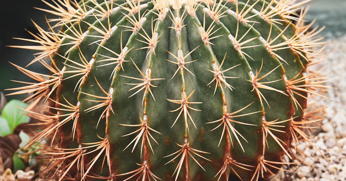 découvrez notre collection de carreaux effet gravier, idéals pour apporter une touche naturelle et élégante à vos sols intérieurs et extérieurs. parfaits pour les espaces contemporains et durables.