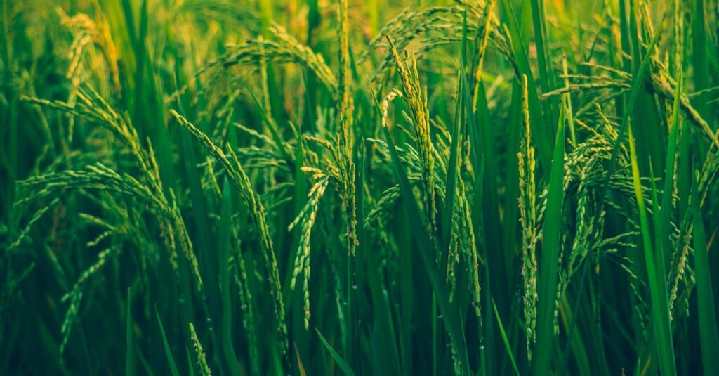 chaudière à biomasse : solution écologique et économique pour le chauffage durable de votre habitation ou entreprise.