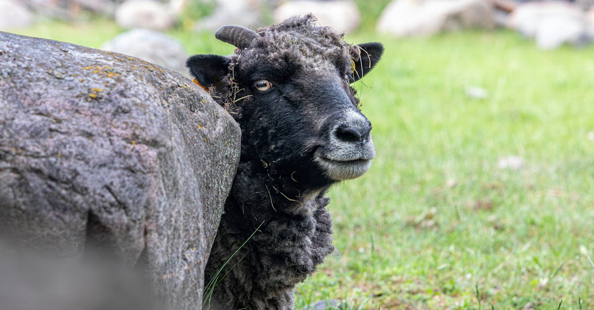 la laine de roche est un isolant thermique et acoustique naturel, idéal pour améliorer le confort et l'efficacité énergétique de votre habitation.