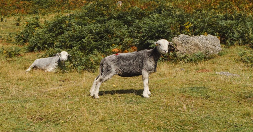 isolation en laine de roche : matériau naturel et durable offrant une excellente isolation thermique et acoustique pour vos projets de construction.