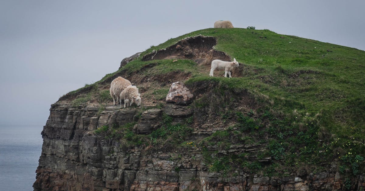 la laine de roche, un isolant thermique et acoustique naturel, durable et résistant au feu, idéal pour l'isolation des bâtiments.