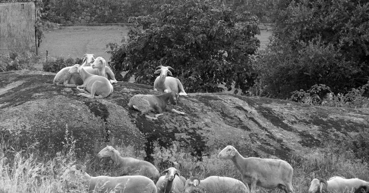 découvrez la laine de roche, un isolant thermique et acoustique naturel, durable et résistant au feu, idéal pour améliorer le confort et l'efficacité énergétique de votre habitation.