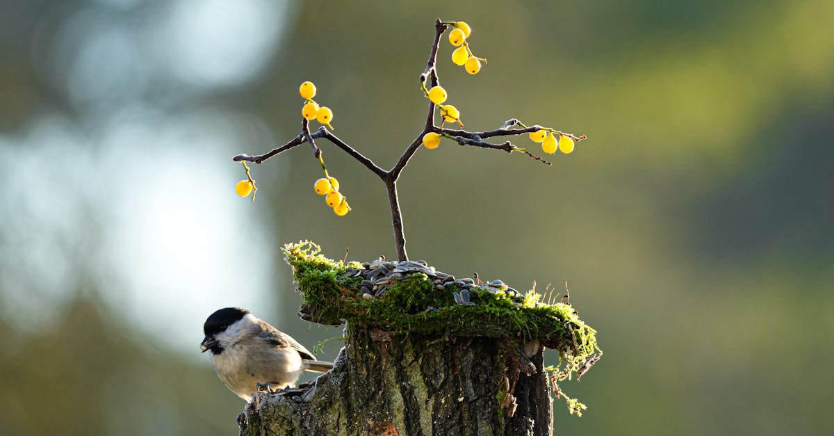 chaudière hybride à granulés de bois : solution écologique et économique combinant énergie renouvelable et efficacité pour le chauffage de votre maison.