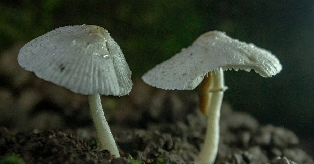 chaudière hybride à granulés de bois : une solution écologique et économique combinant le chauffage au bois et une technologie moderne pour un confort optimal.