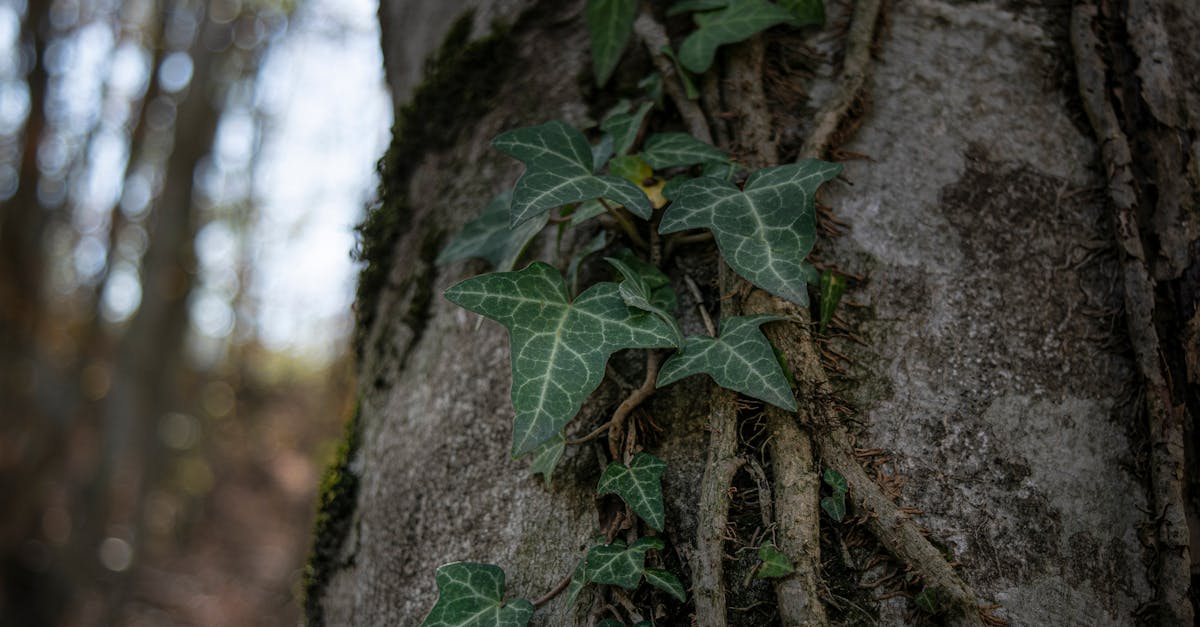 chaudière hybride à pellets de bois : solution efficace et écologique pour chauffer votre maison en combinant énergie renouvelable et performance.