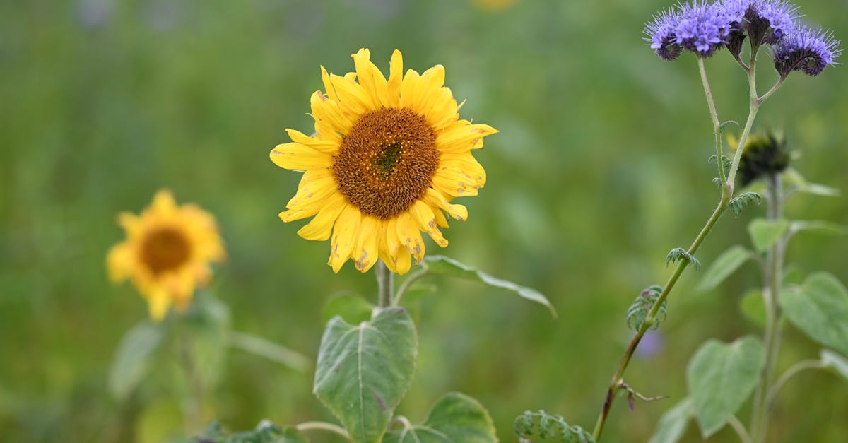 découvrez notre collection de papiers peints adhésifs faciles à poser pour transformer votre intérieur en un clin d'œil. styles variés et qualité garantie.