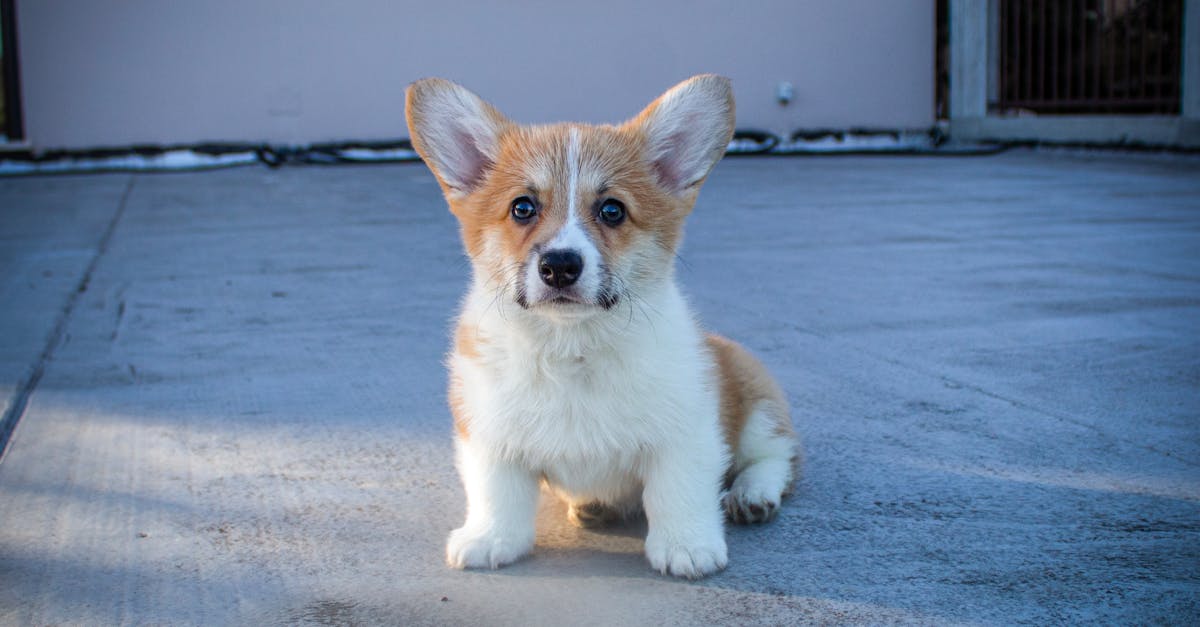 découvrez nos conseils et astuces pour aménager un patio élégant et fonctionnel sans dépasser votre budget. optimisez votre espace extérieur à petit prix !