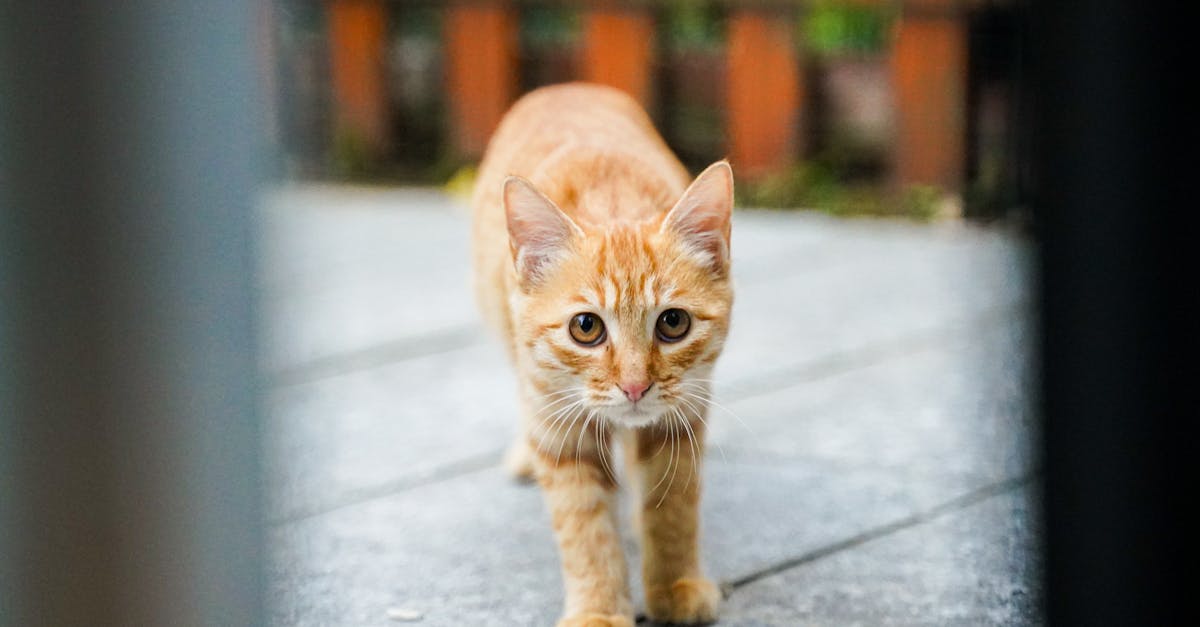 découvrez nos astuces et idées pour créer un patio chaleureux et fonctionnel tout en respectant votre budget. aménagements économiques, matériaux abordables et conseils pratiques pour un extérieur réussi.