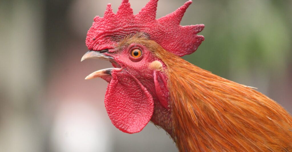 Les isolants phoniques écologiques les plus efficaces : découvrez-les ! découvrez notre solution d'isolation acoustique écologique qui allie performance et respect de l'environnement pour un confort optimal chez vous.